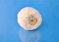 A036/E - Baranek 70mm - 2